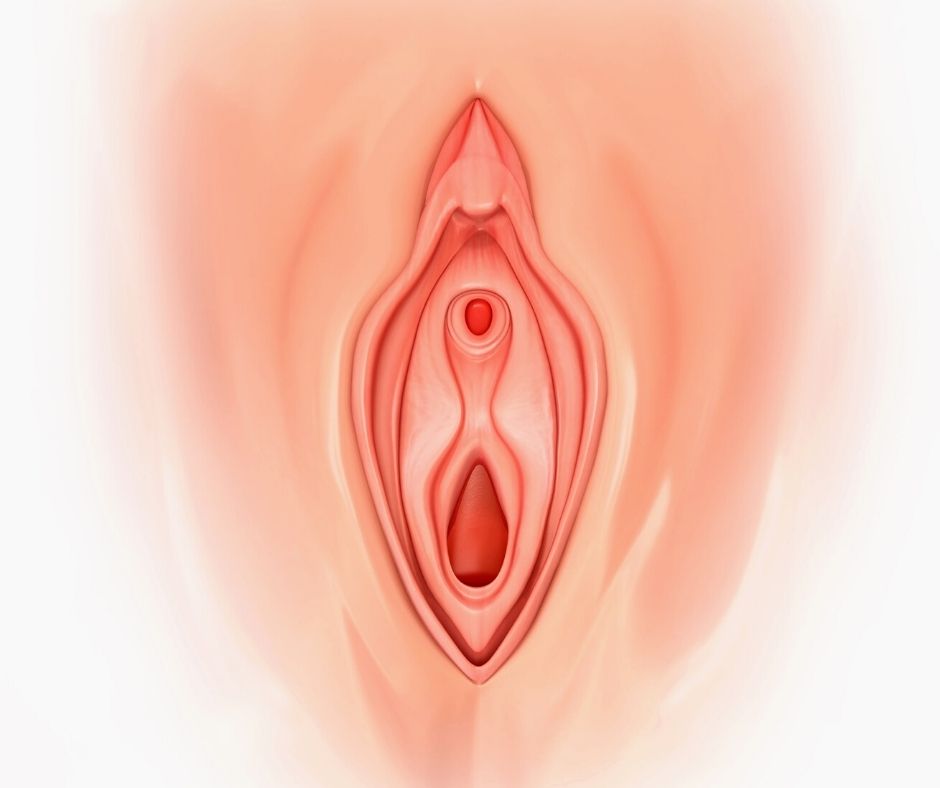 Dibujo de la vulva